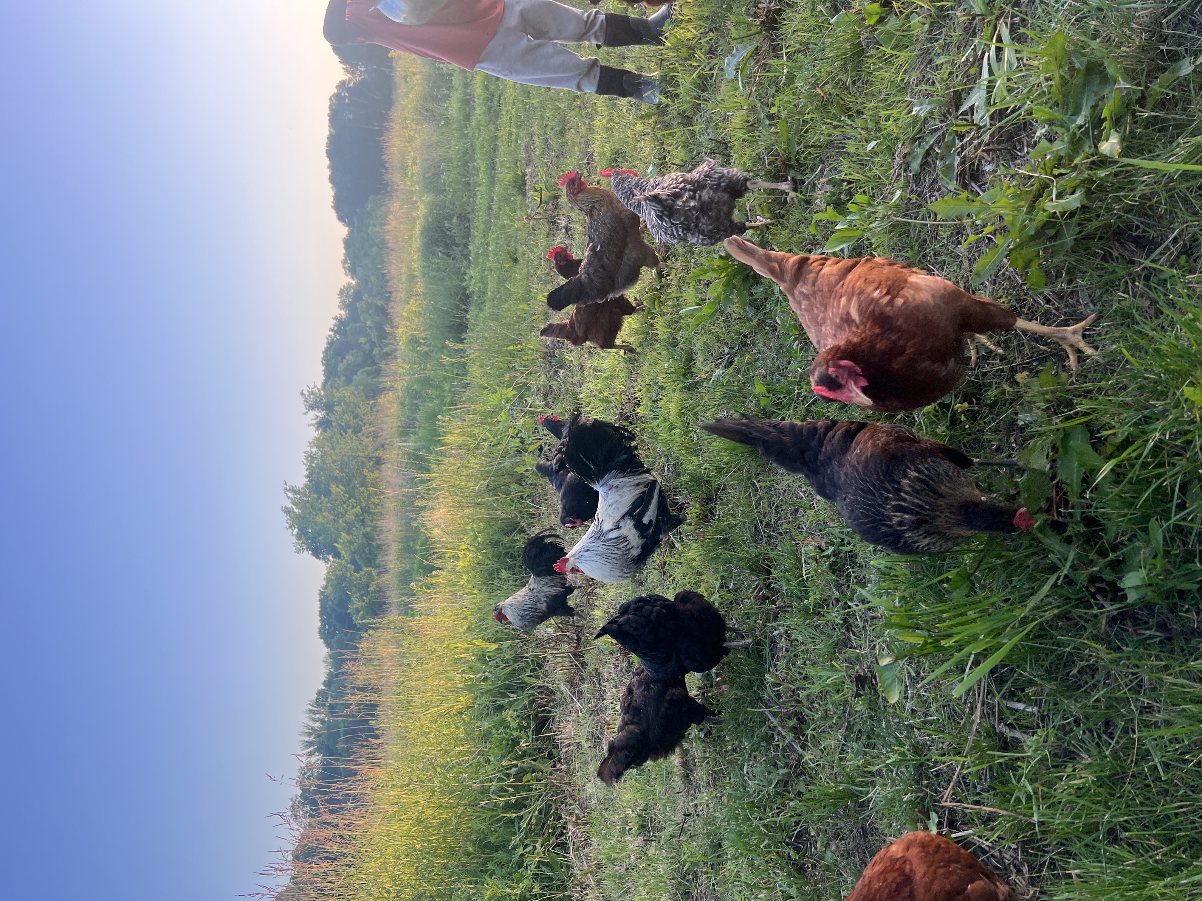 Heritage breed chickens on pasture